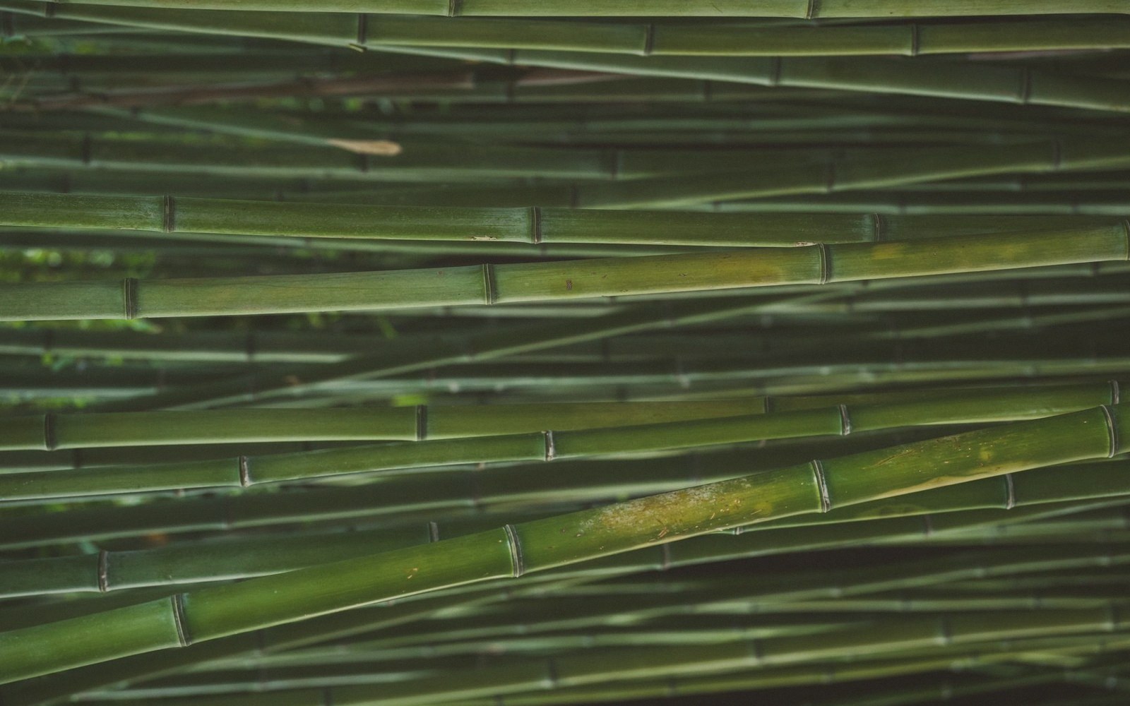 Overlapping green bamboo stalks with visible nodes lying at crossing diagonal angles