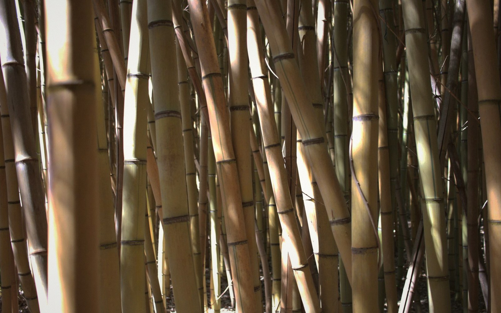 Sunlight filters through dense clusters of tall madake bamboo stalks